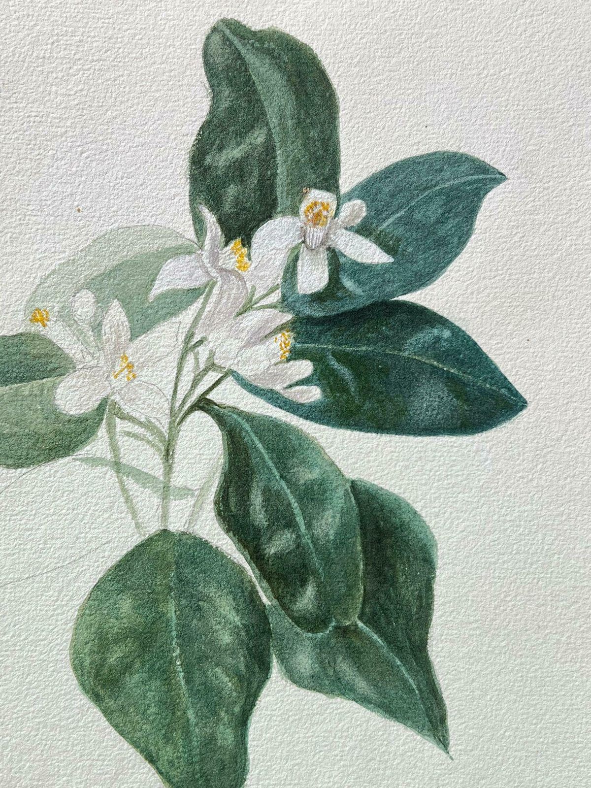 Caroline Worsleyfine Antique British Botanical Painting Orange Blossom C.1900's photo furniture