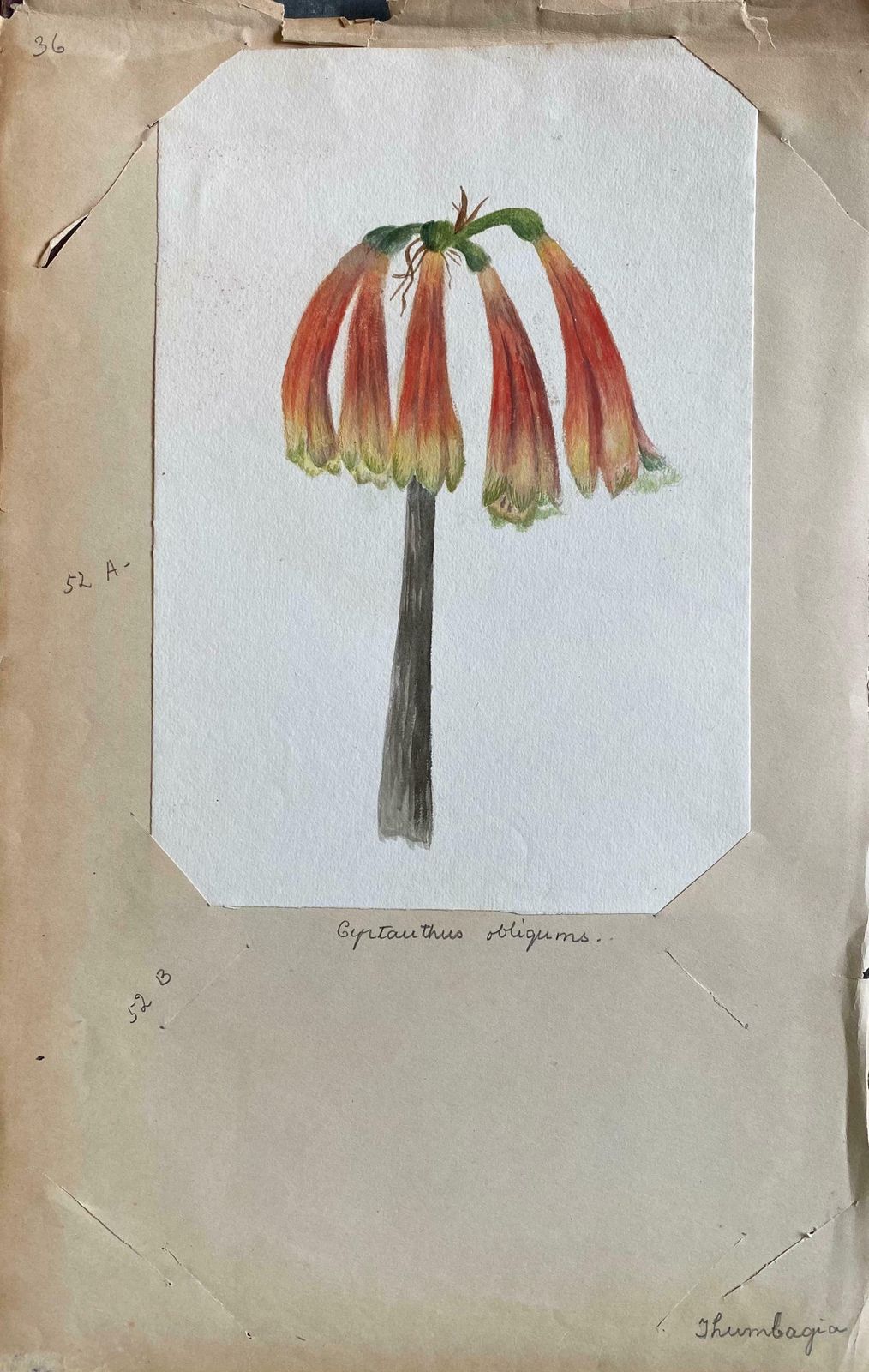 Caroline Worsleyfine Antique British Botannical Watercolour Painting, Circa 1900's C.1900's photo furniture
