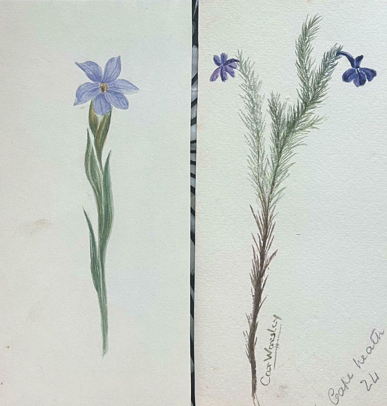 Caroline Worsleyset Of Two Fine Antique British Botanical Paintings Purple Flower Sketchc.1900's