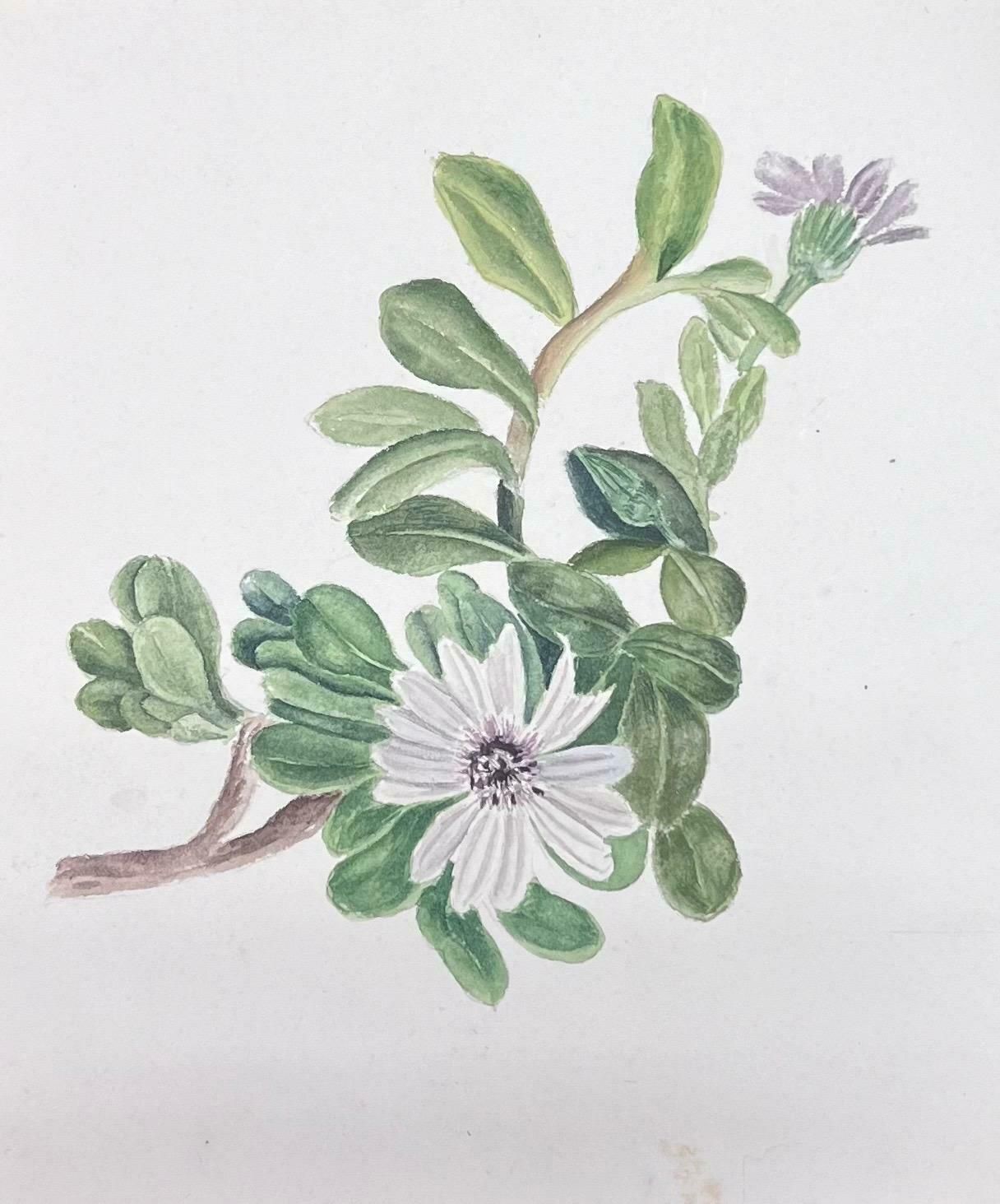 Caroline Worsleyfine Antique British Botanical Watercolour Painting White Dimorphotheca Flowerc.1900's photo furniture