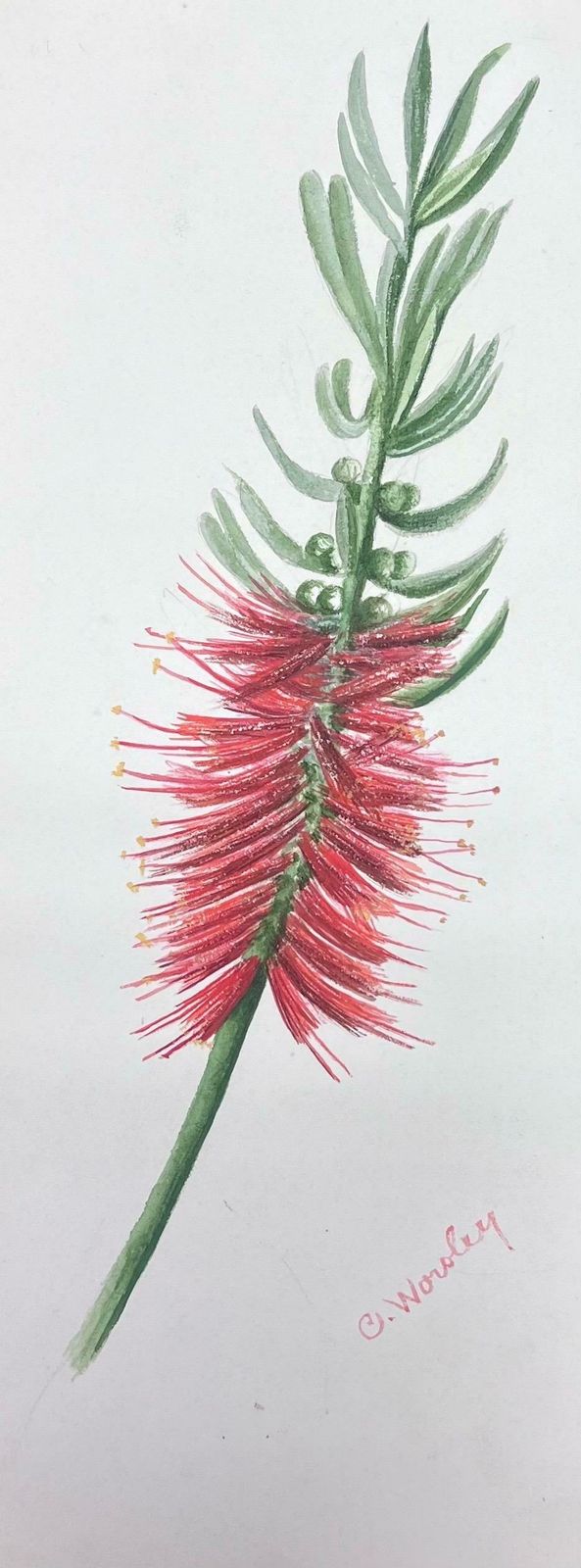 Caroline Worsleyfine Antique British Botanical Watercolour Painting Red Bottle Brush Flowerc.1900's photo furniture