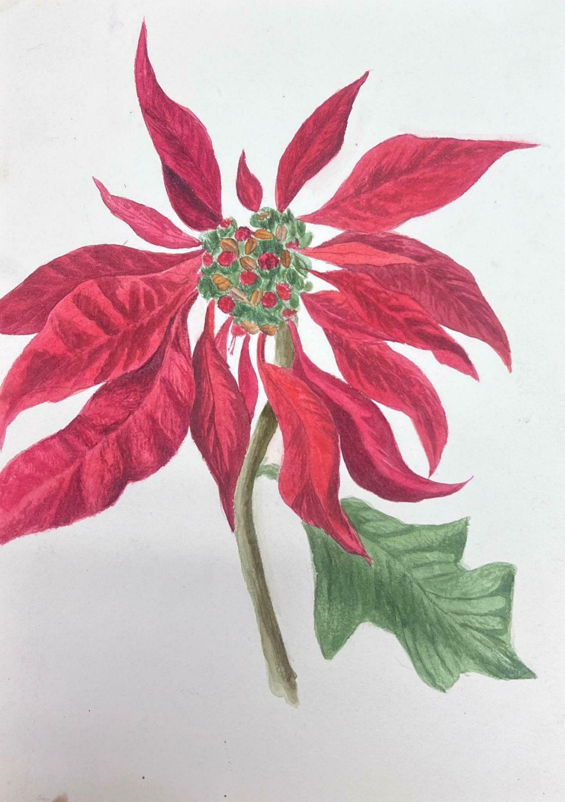 Caroline Worsleyfine Antique British Botanical Watercolour Painting Red Poinsettia Plantc.1900's