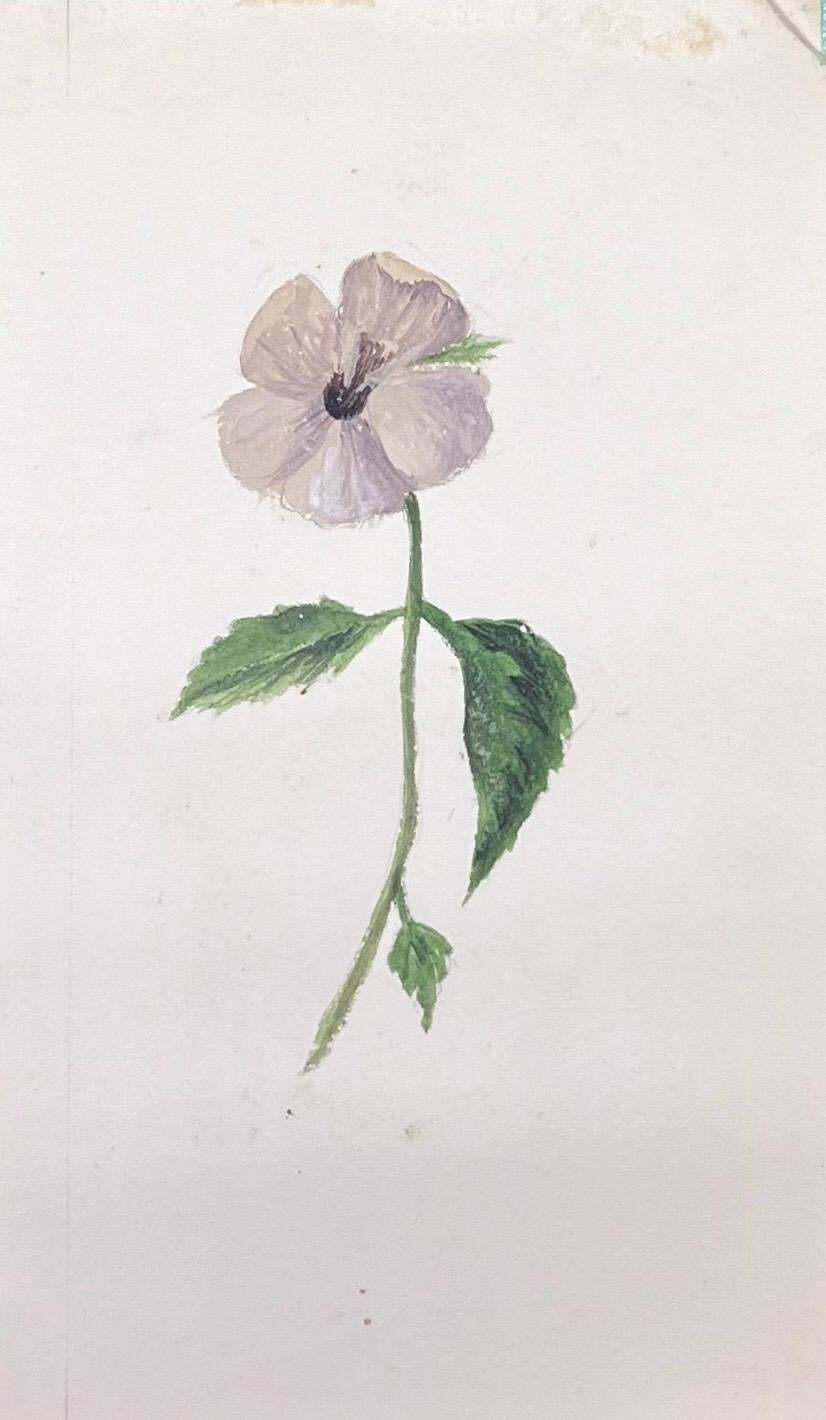 Caroline Worsleyfine Antique British Botanical Watercolour Painting Grey Pansie Flowerc.1900's
