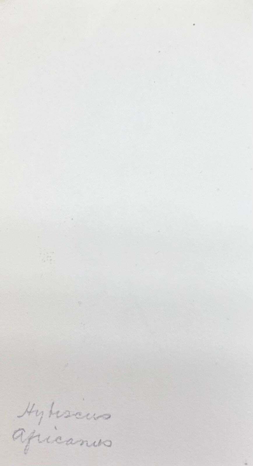 Caroline Worsleyfine Antique British Botanical Watercolour Painting Grey Pansie Flowerc.1900's photo for sale