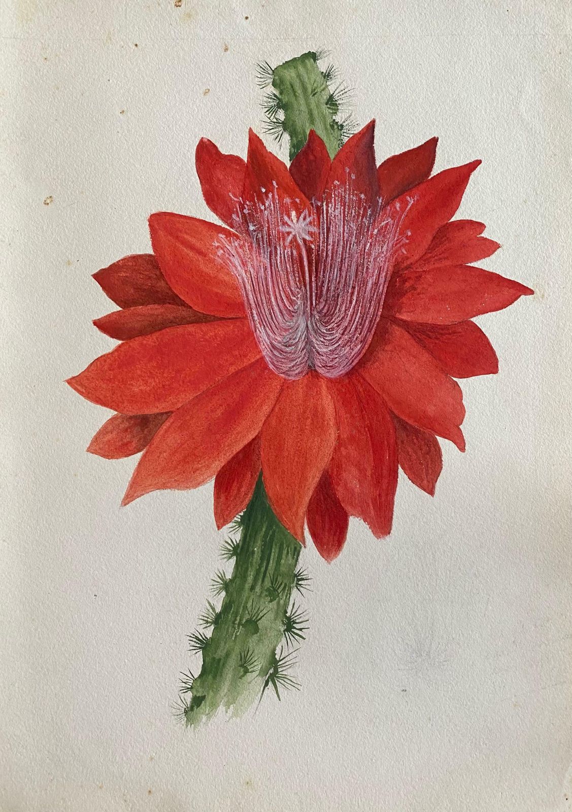 Caroline Worsleyfine Antique British Botannical Watercolour Painting, Circa 1900's Red Flowerc.1900's