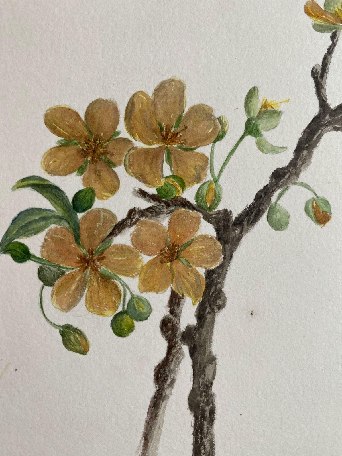 Caroline Worsleyfine Antique British Botannical Watercolour Painting, Circa 1900's C.1900's photo vinterior