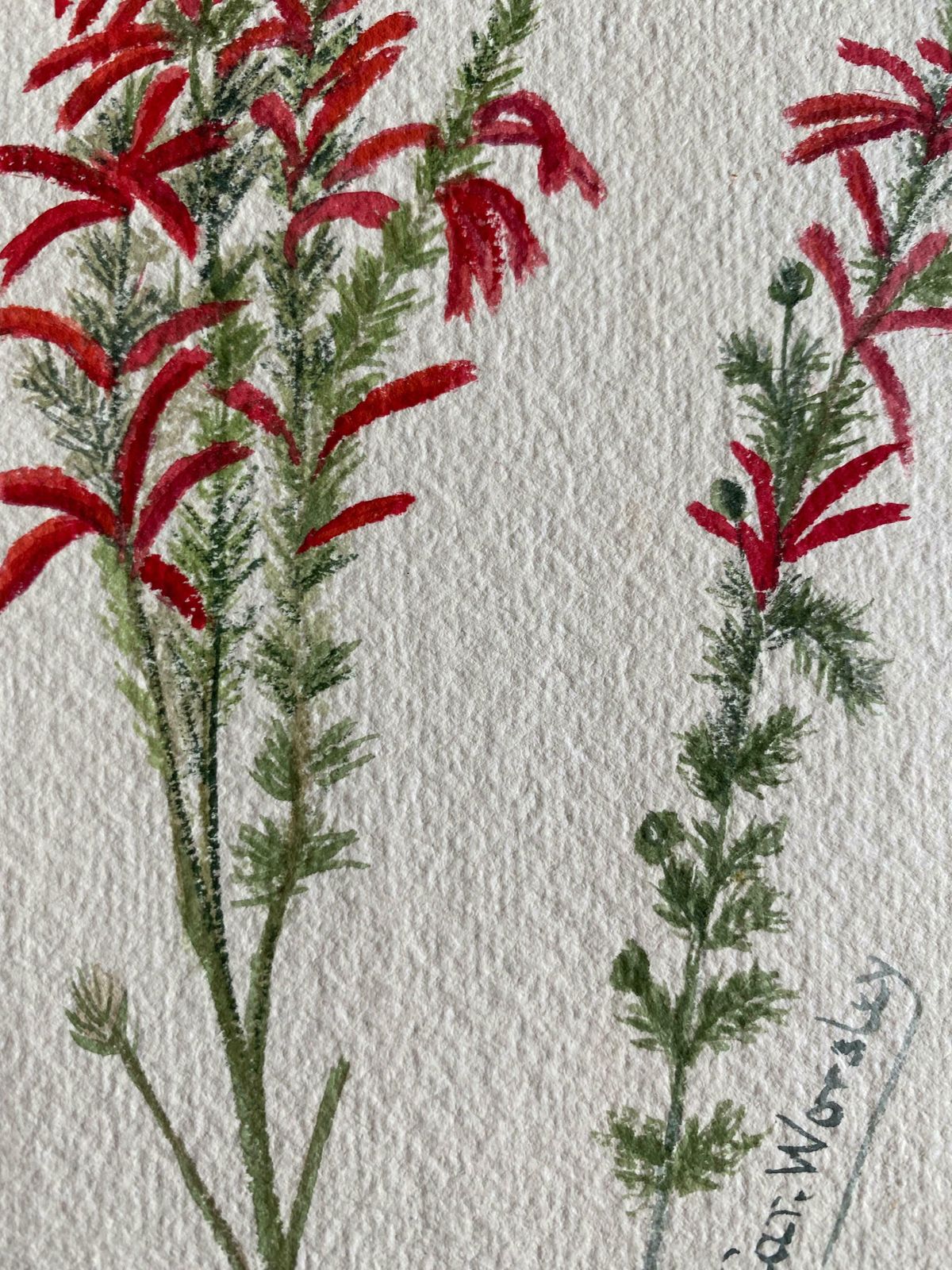 Caroline Worsleyfine Antique British Botannical Watercolour Painting, Circa 1900'sc.1900's photo vinterior