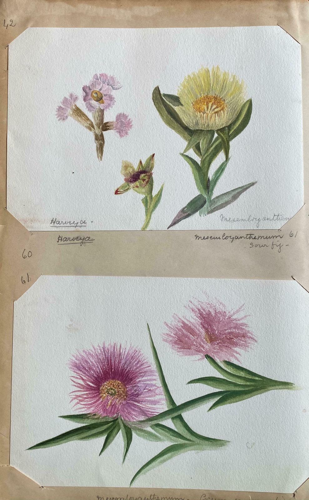 Caroline Worsleyset Of Two Fine Antique British Botannical Watercolour Painting, Circa 1900's C.1900's