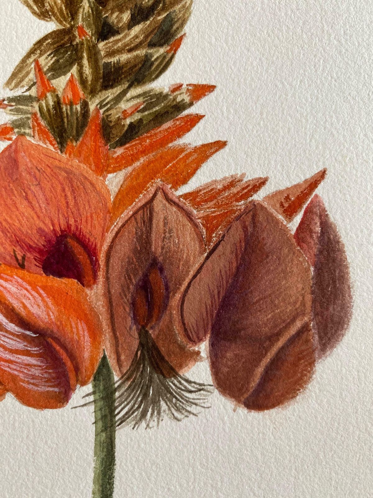 Caroline Worsleyfine Antique British Botannical Watercolour Painting, Circa 1900'sc.1900's photo 175.0