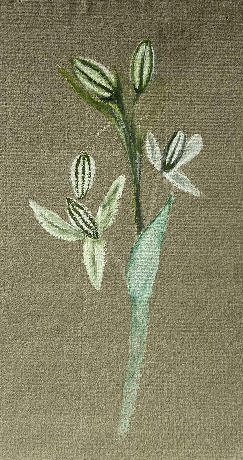 Caroline Worsleyfine Antique British Botanical Painting White Flower Plantc.1900's