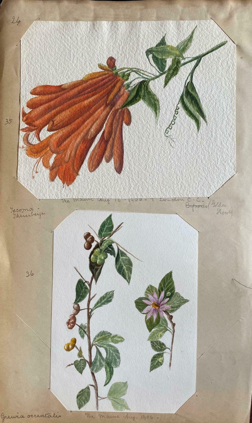 Caroline Worsleyset Of Two Fine Antique British Botannical Watercolour Paintings, Circa 1900's C.1900's