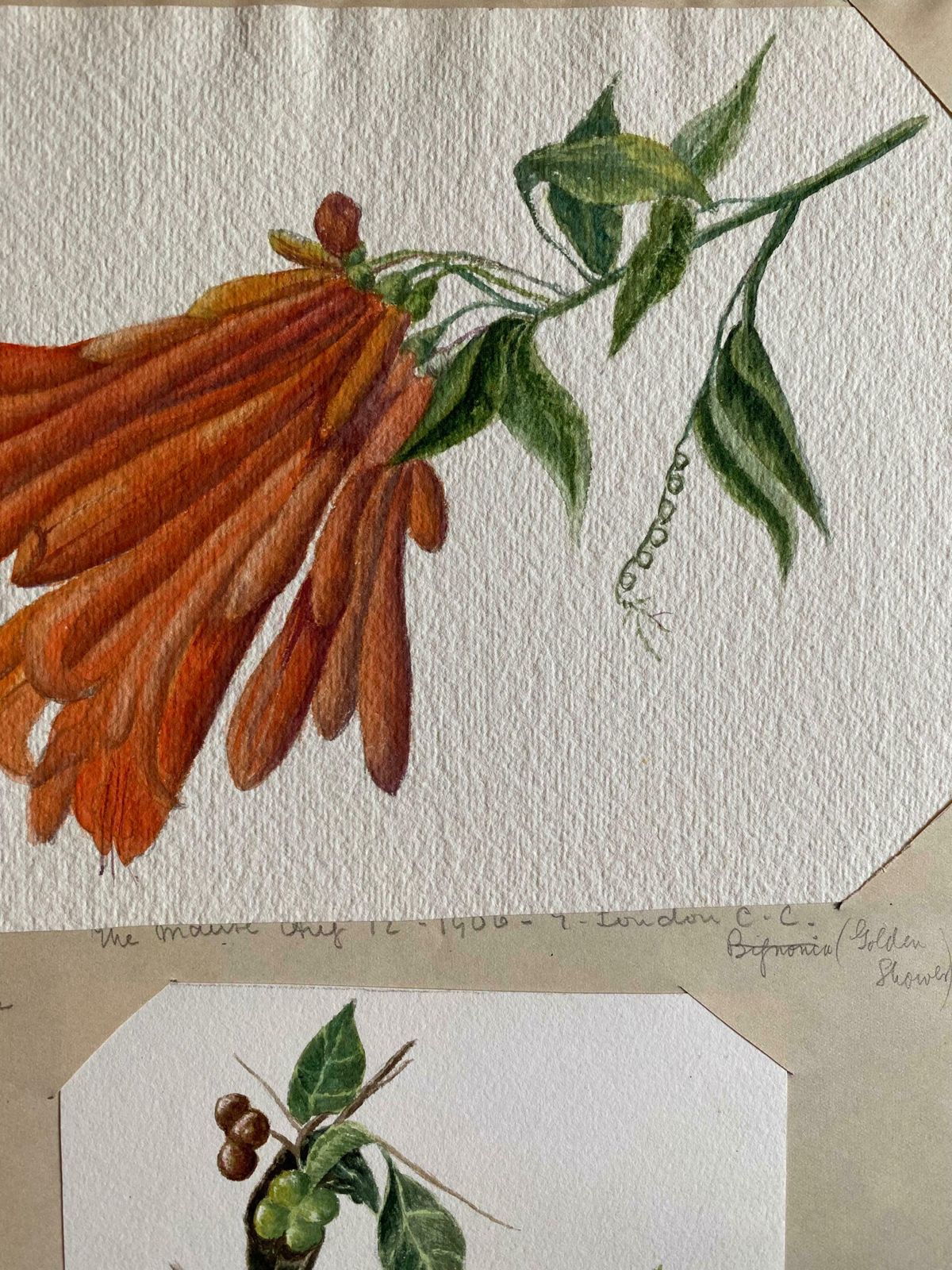 Caroline Worsleyset Of Two Fine Antique British Botannical Watercolour Paintings, Circa 1900's C.1900's photo for sale