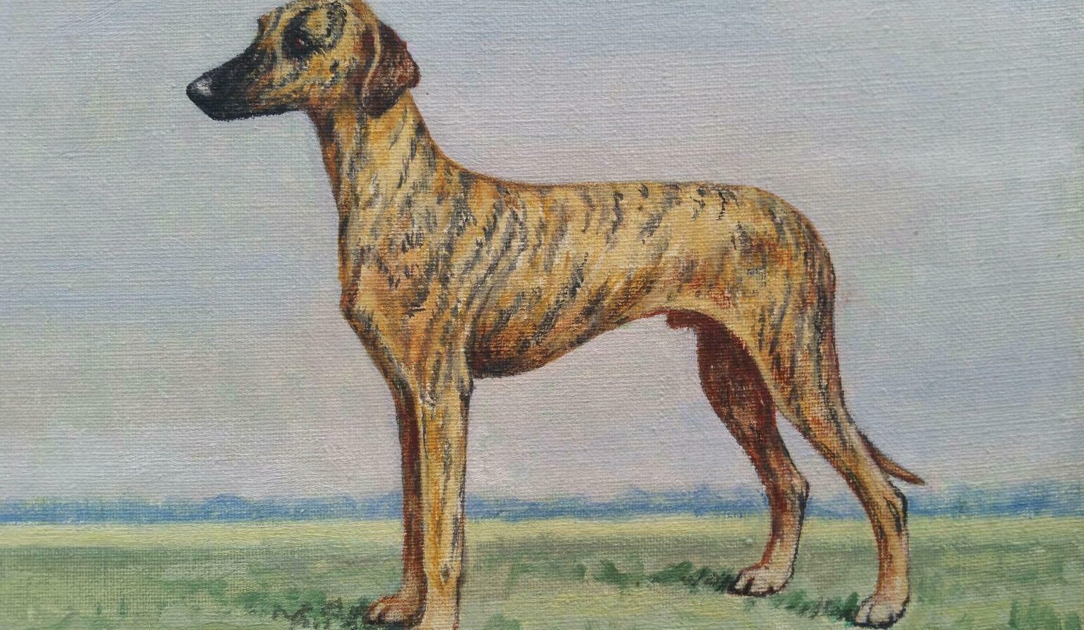 Dorothy Alexandra Johnsonenglish School 20th Century Oil Painting Of A Champion Sloughi Dog1970's