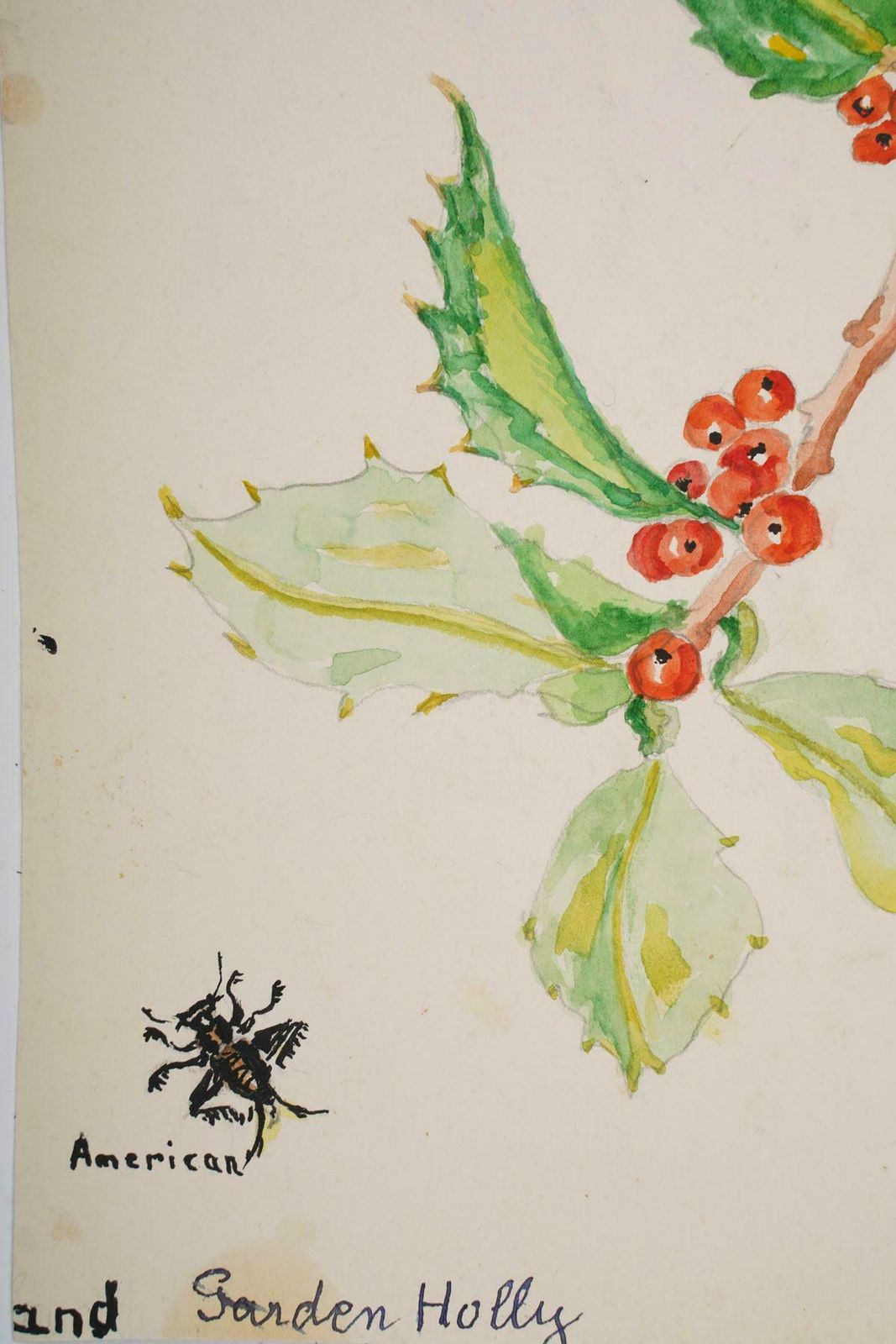 Double Sided Watercolour Drawing Of Plants, 20th Century. photo 275.0