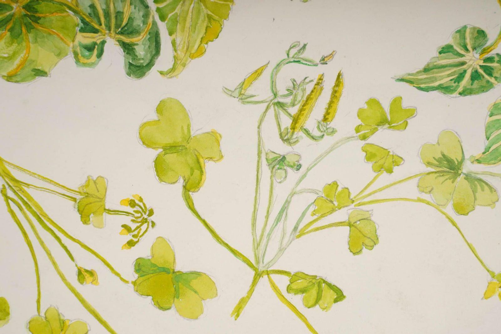 Double Sided Watercolour Of Plants, England Wales, 20th Century. photo for sale
