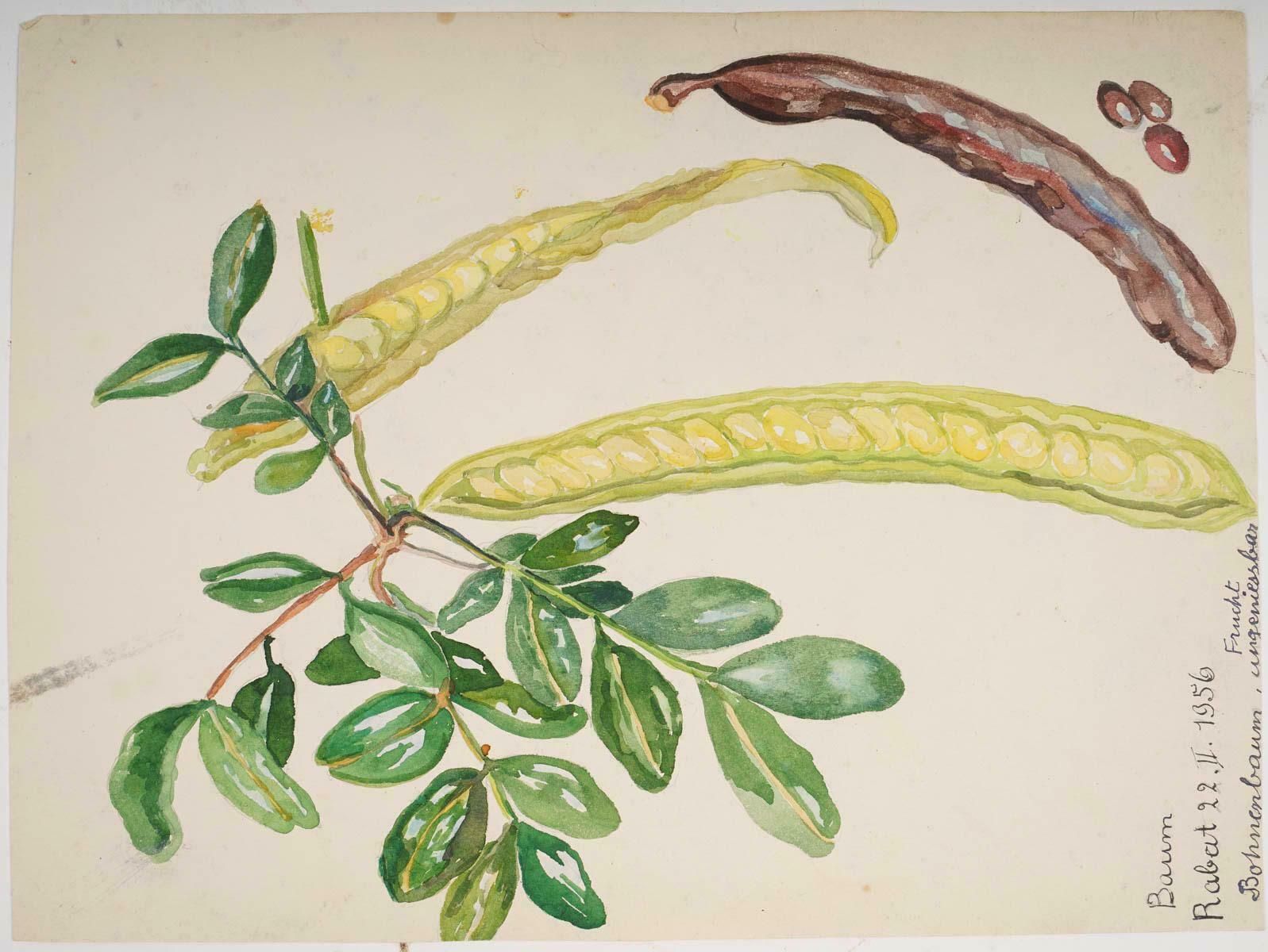 Double Sided Watercolour Of Plants, England Wales, 20th Century. photo 242.0