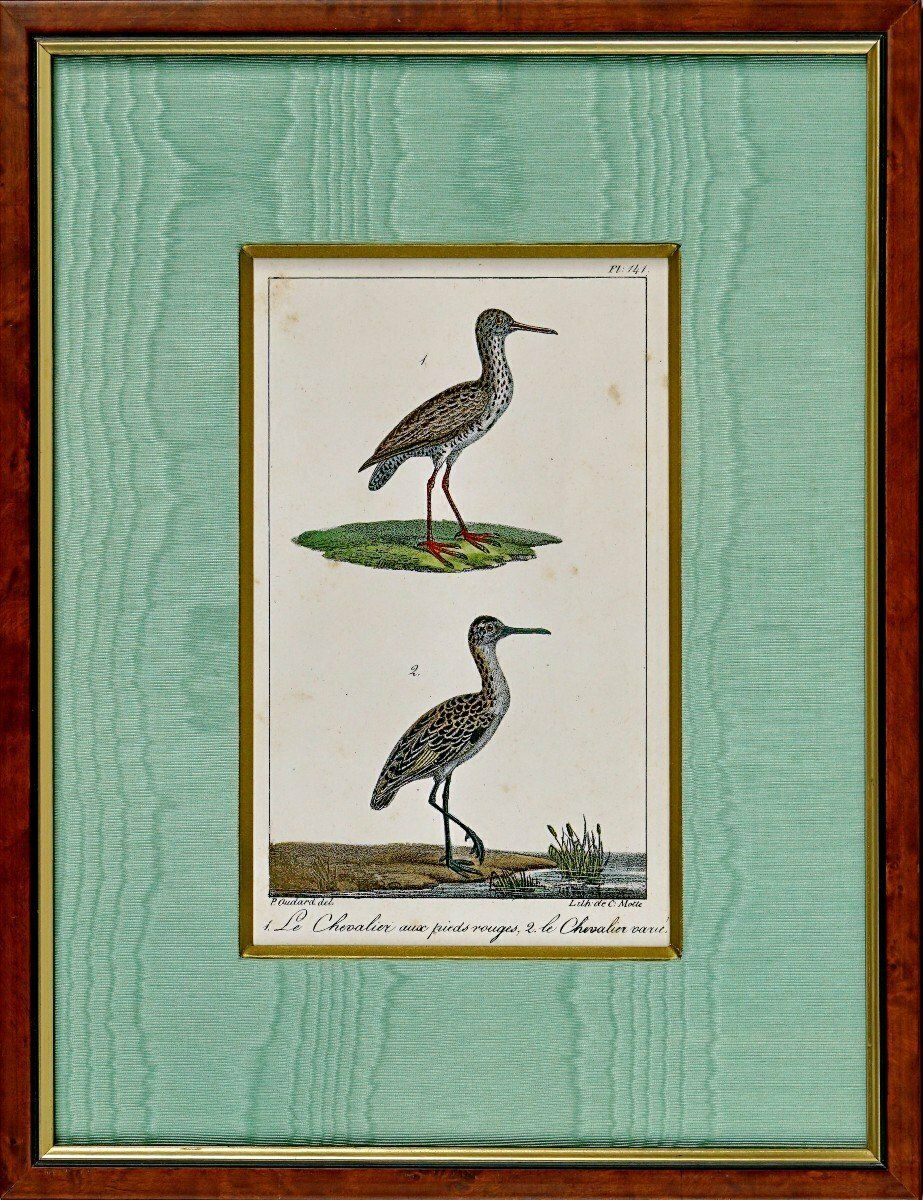 Bird Engraving   The Red Footed Sandpiper And The Ruffed Sandpiper   Ep. Early 19th Century