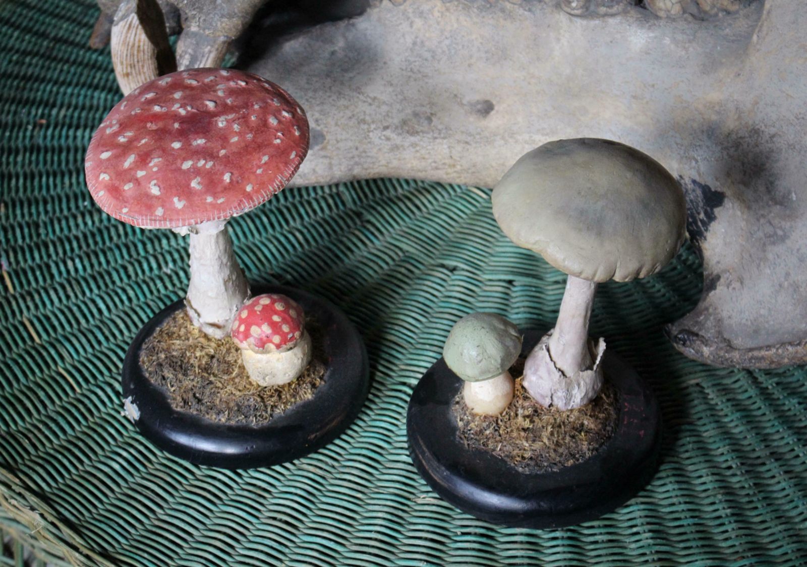 Early 20th Century Death Cap & Fly Agaric Model Fungi Natural History photo buy