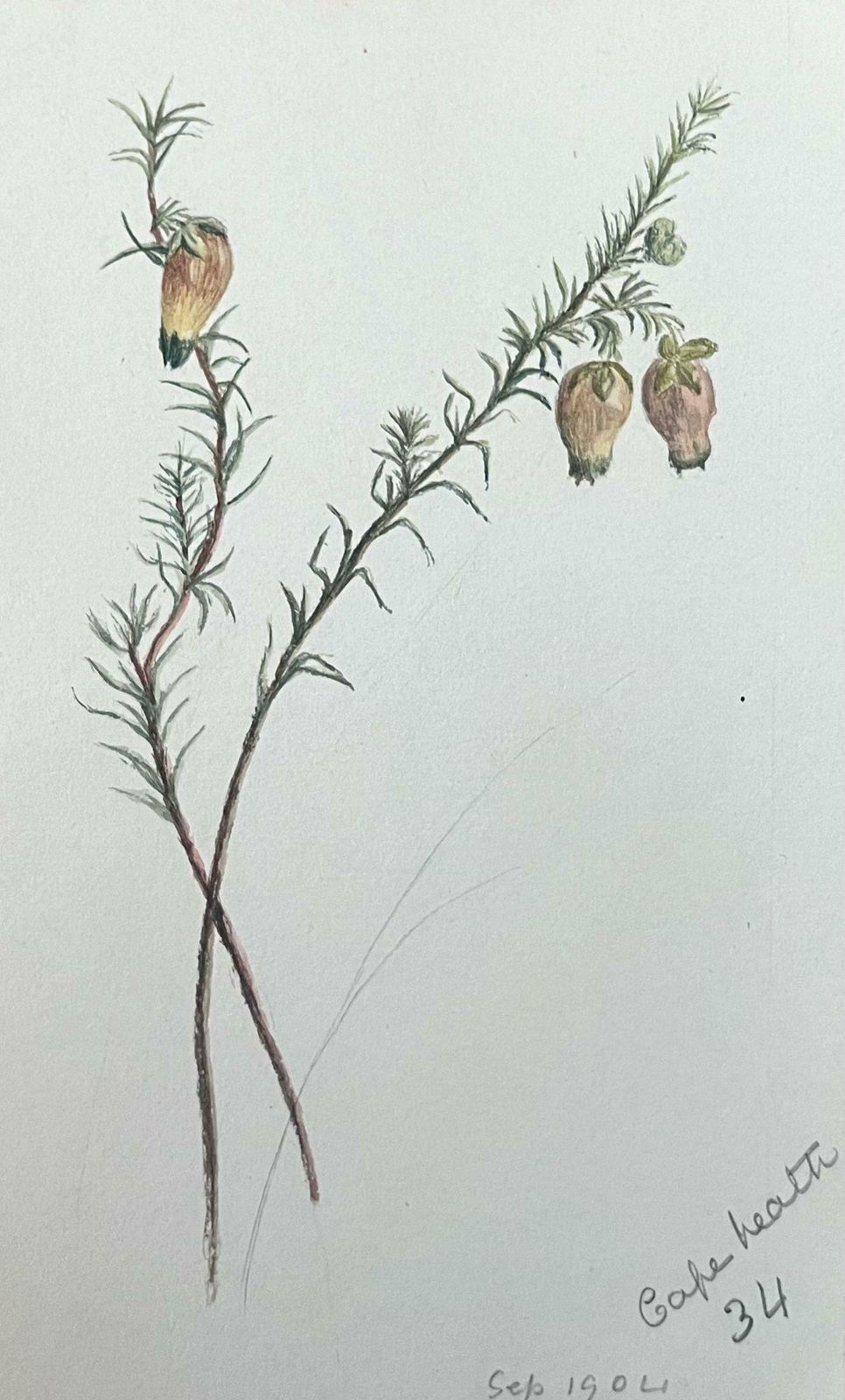 Caroline Worsleyfine Antique British Botanical Painting Yellow Aotus Ericoides Flower C.1900's