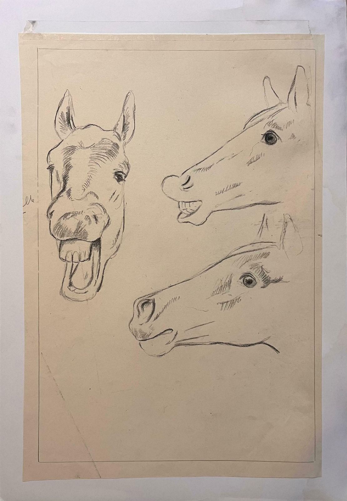 Robert Ladouoriginal French Anatomical Pencil Study Exploring Horse's Expressions20th Century