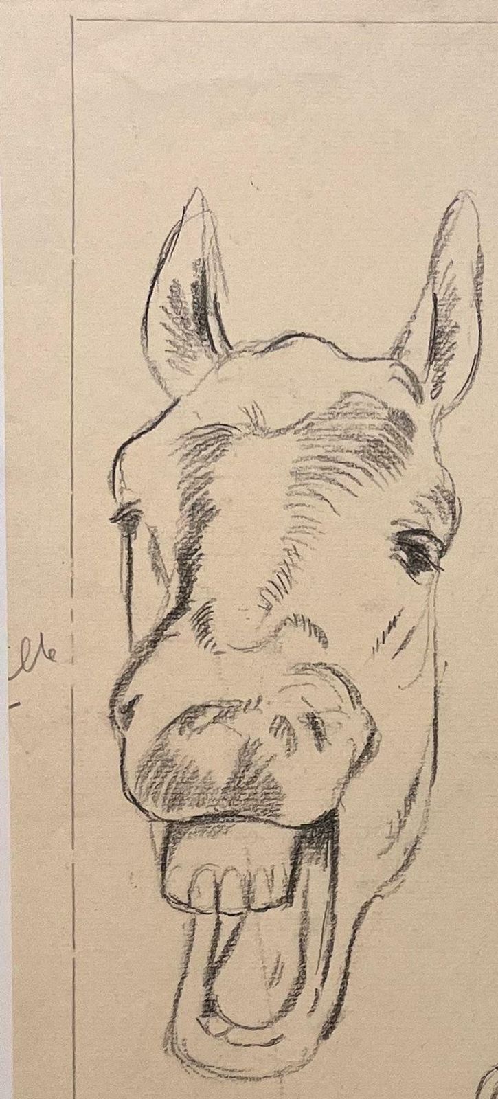 Robert Ladouoriginal French Anatomical Pencil Study Exploring Horse's Expressions20th Century photo 509.0