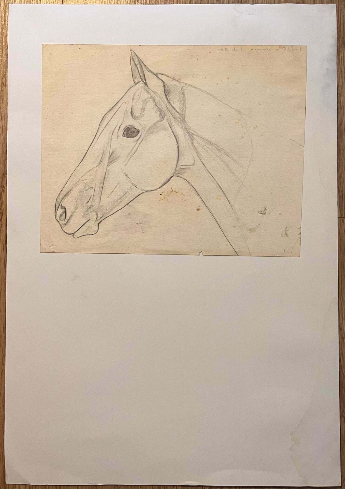 Robert Ladouoriginal French Anatomical Pencil Study Of Horse's Head20th Century photo furniture