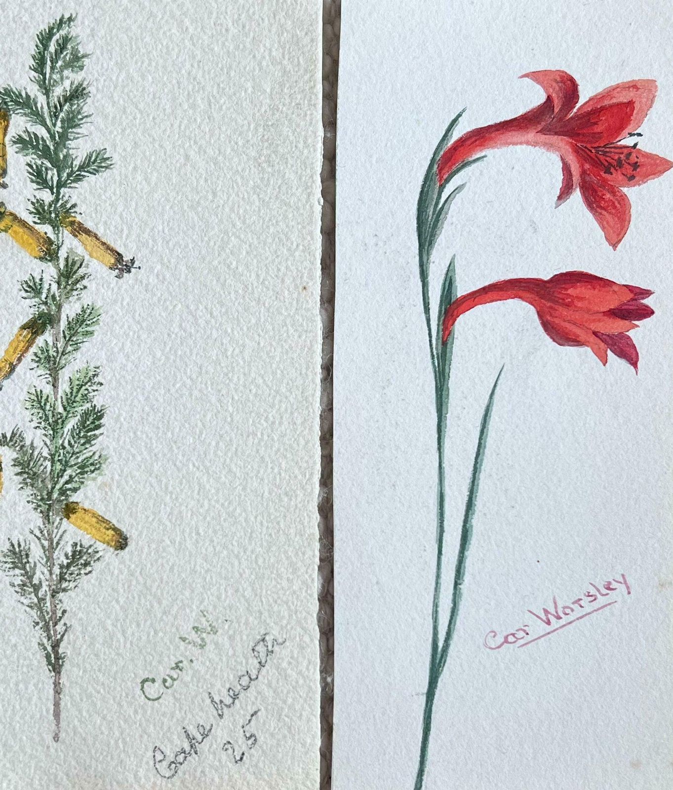 Caroline Worsleyset Of Two Fine Antique British Botanical Paintings Yellow And Red Flowerc.1900's photo furniture