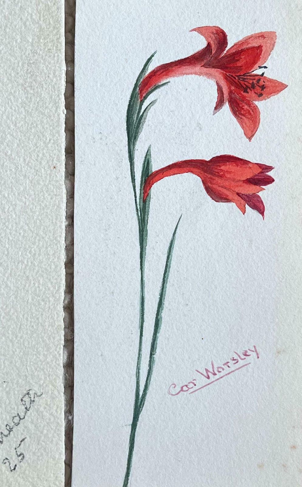 Caroline Worsleyset Of Two Fine Antique British Botanical Paintings Yellow And Red Flowerc.1900's photo for sale