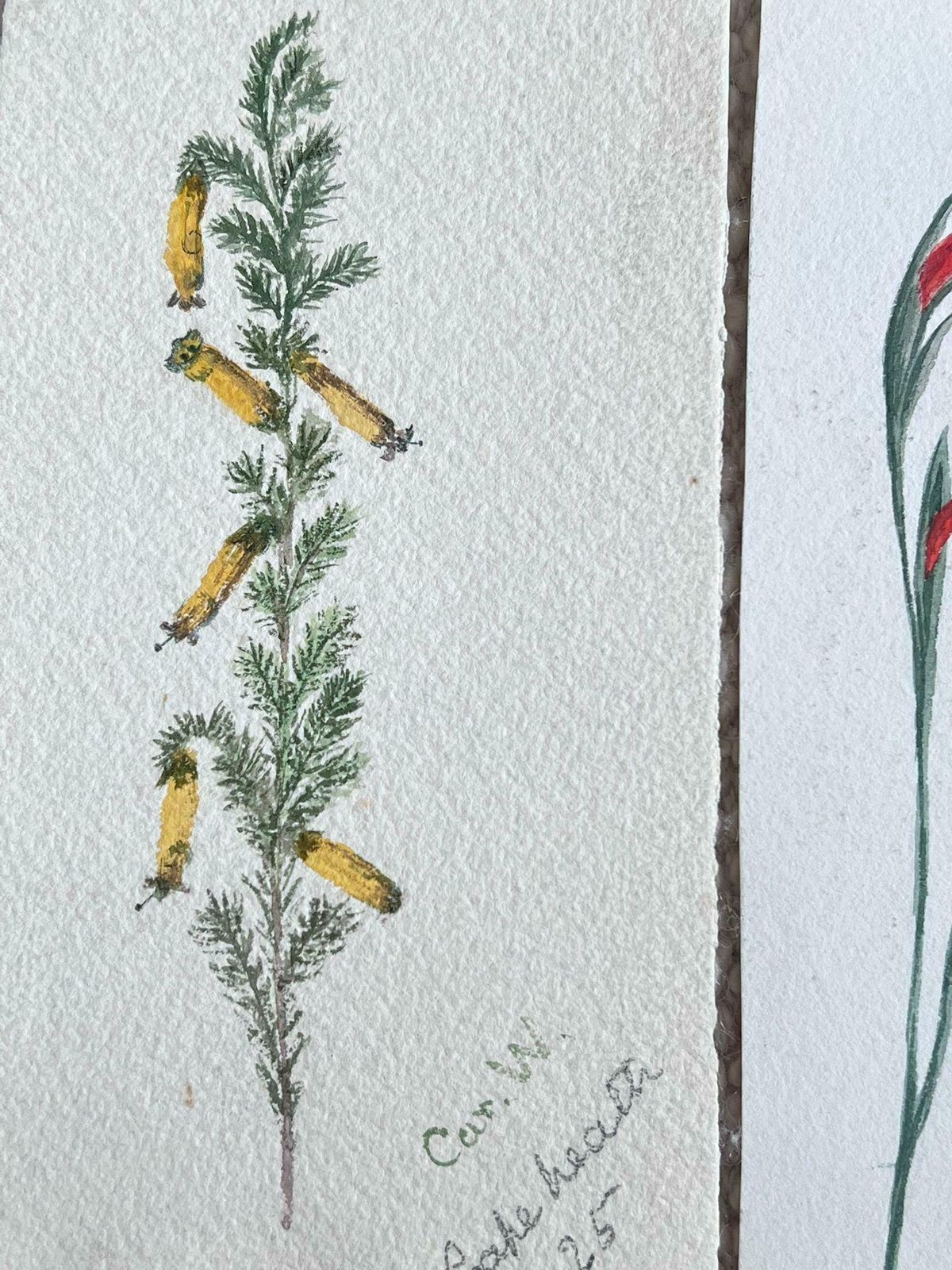 Caroline Worsleyset Of Two Fine Antique British Botanical Paintings Yellow And Red Flowerc.1900's photo Art