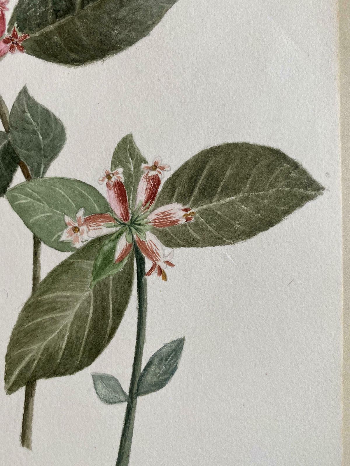 Caroline Worsleyset Of Two Fine Antique British Botannical Watercolour Paintings, Circa 1900's C.1900's photo Art