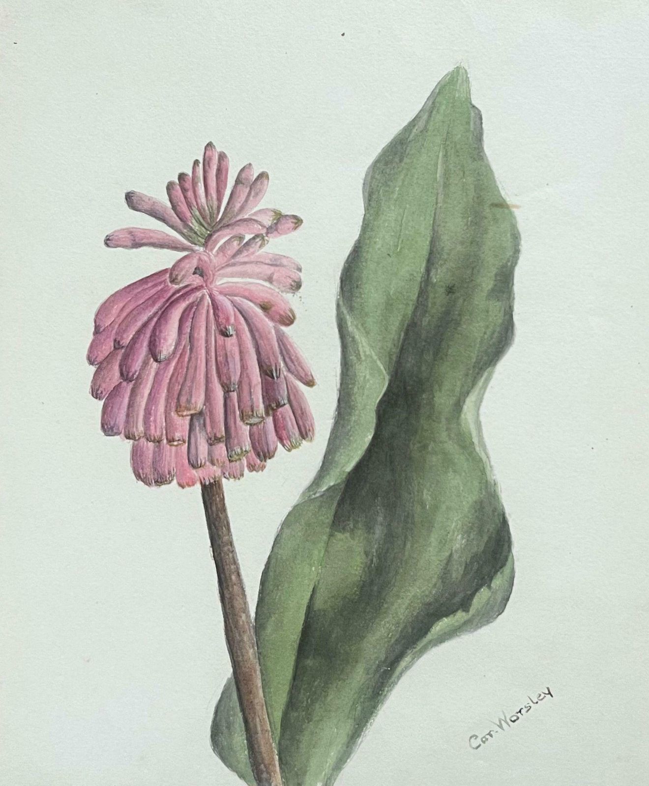 Caroline Worsleyfine Antique British Botanical Painting Pink Veltheimia Capensis Flower C.1900's