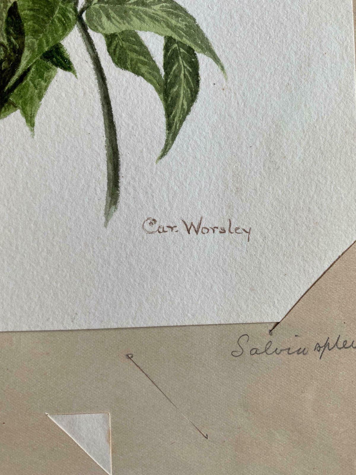 Caroline Worsleyset Of Two Fine Antique British Botannical Watercolour Paintings, Circa 1900's C.1900's photo 300.0