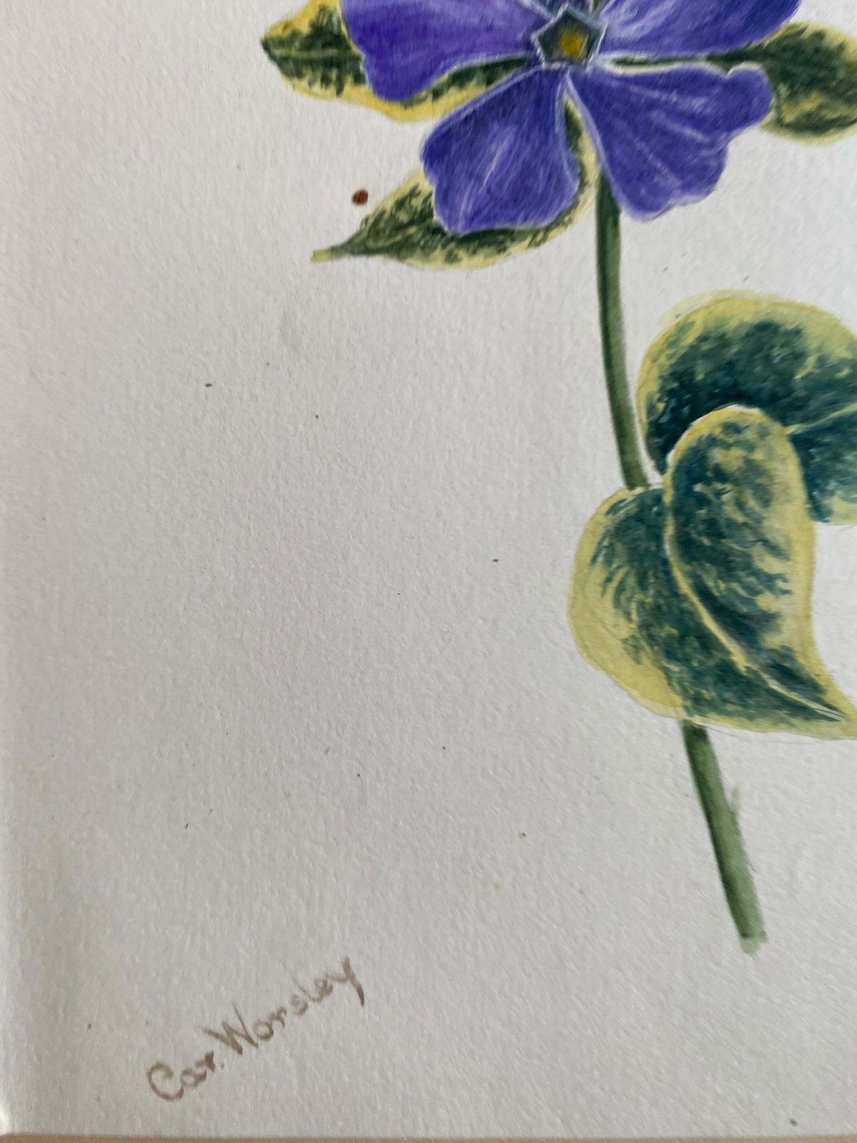 Caroline Worsleyset Of Two Fine Antique British Botannical Watercolour Paintings, Circa 1900's C.1900's photo vinterior