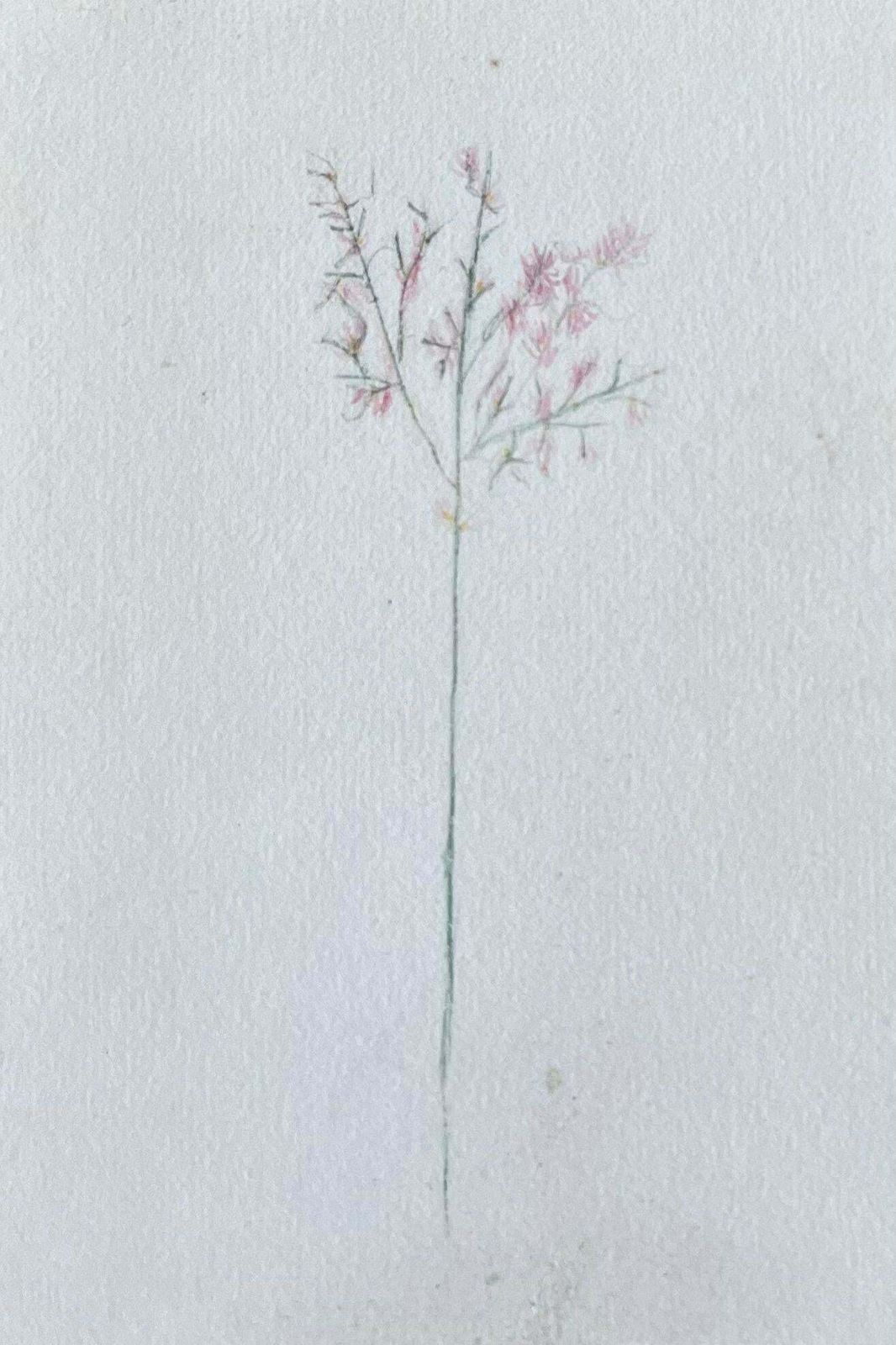 Caroline Worsleyset Of Two Fine Antique British Botanical Paintings Pink Flower Sketchc.1900's photo Art