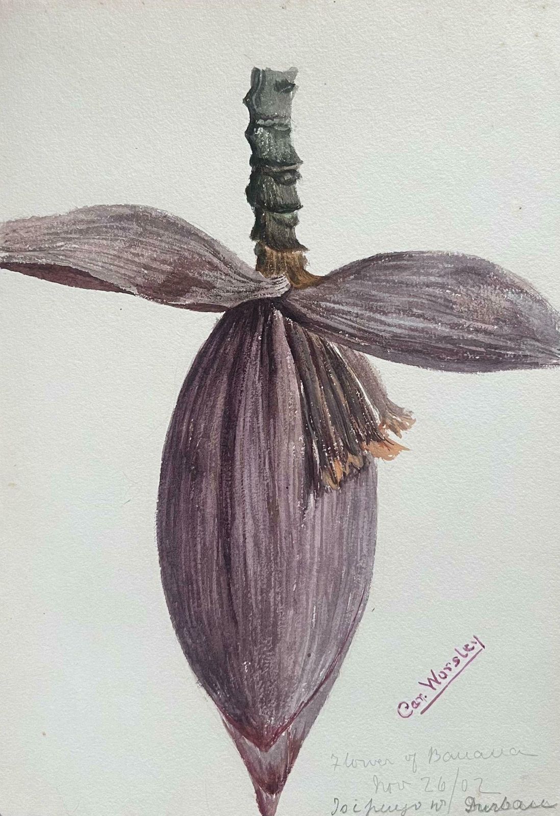 Caroline Worsleyfine Antique British Botanical Painting Cacao Banana Fruit Plant Flowerc.1900's