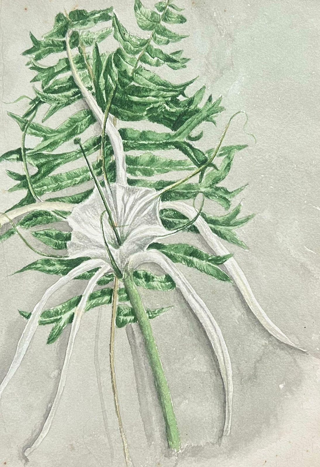 Caroline Worsleyfine Antique British Botanical Painting Fish Tail Plant And Spider Lily Plantc.1900's