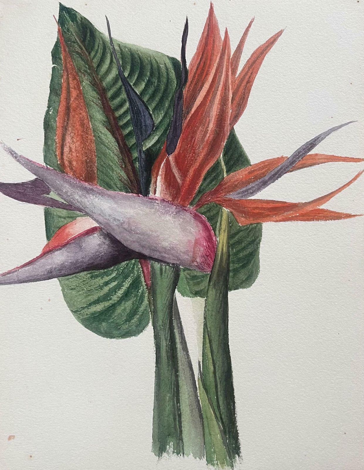 Caroline Worsleyfine Antique British Botanical Painting Birds Of Paradise Flowerc.1900's photo for sale
