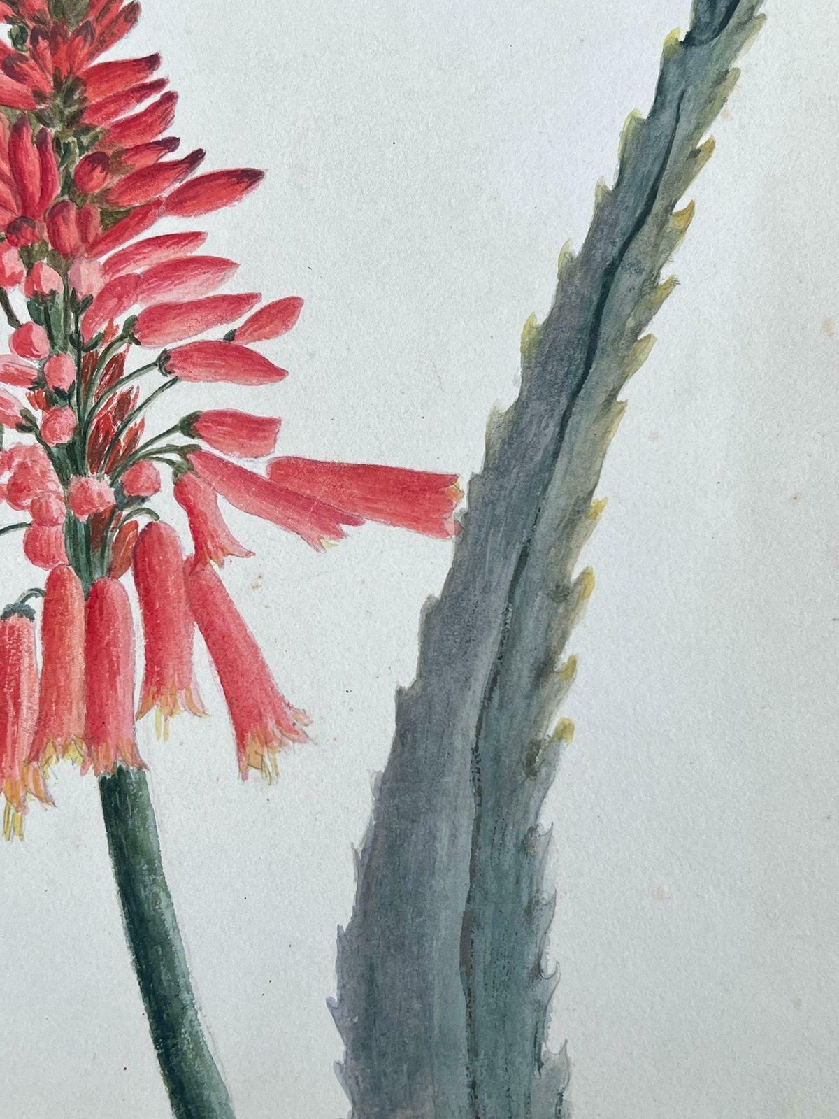 Caroline Worsleyfine Antique British Botanical Painting Aloe Picta Plantc.1900's photo furniture