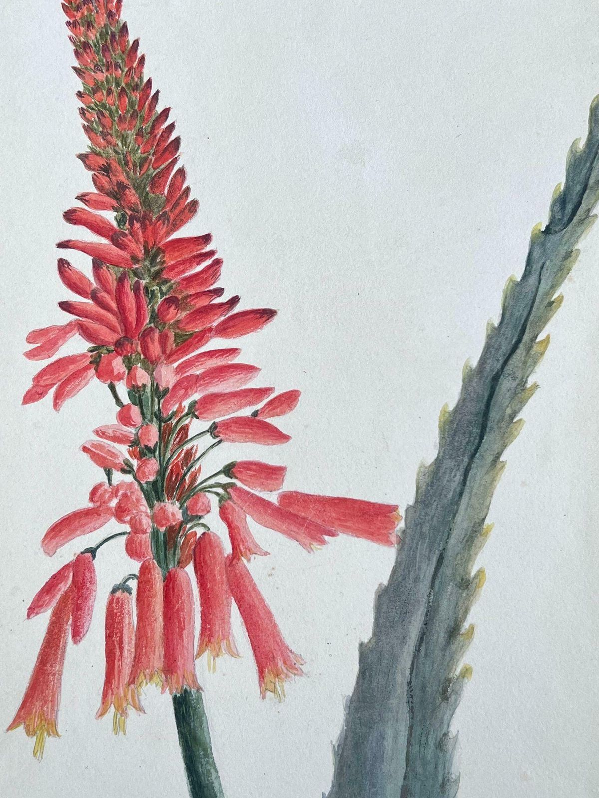 Caroline Worsleyfine Antique British Botanical Painting Aloe Picta Plantc.1900's photo for sale