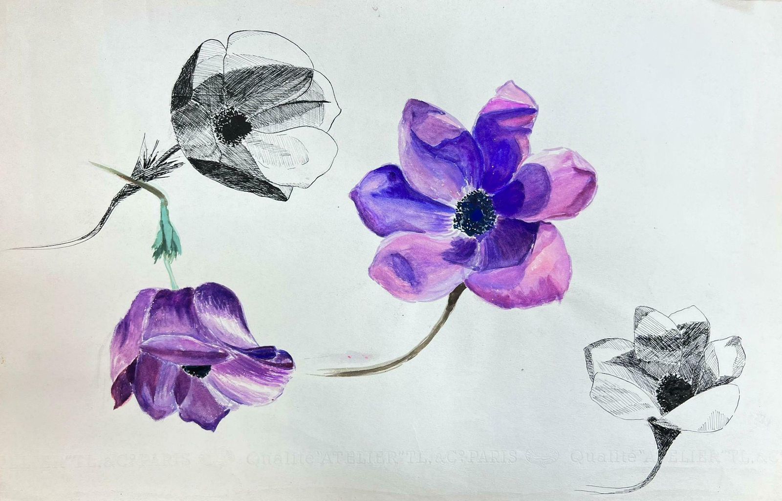 Josine Vignonmid Century French Illustration Sketch Of A Vibrant Purple Peony Flower1960's