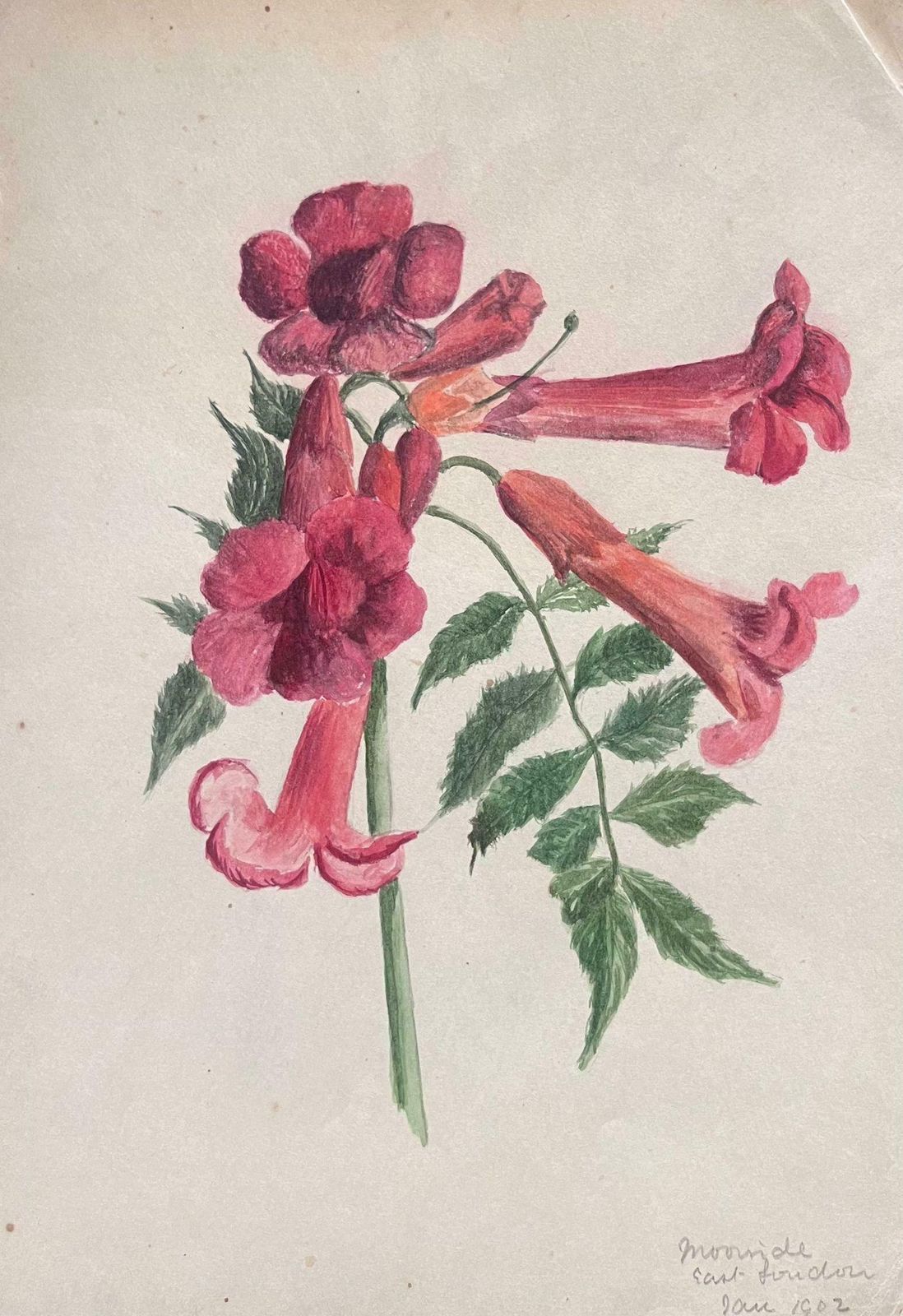 Caroline Worsleyfine Antique British Botanical Painting Red Brugmansia 'Angels Trumpet' Flowerc.1900's