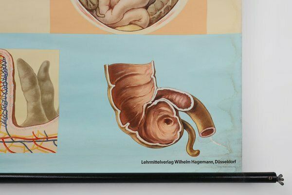 Mid Century School Map Of Digestion, Germany, 1960s photo 648.0
