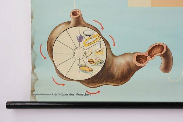 Mid Century School Map Of Digestion, Germany, 1960s photo buy