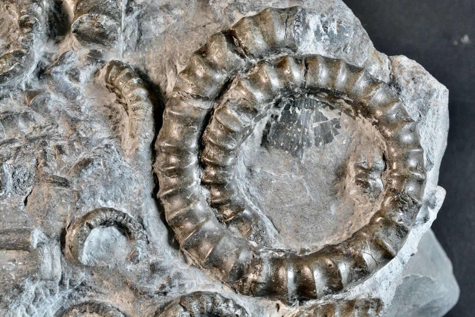 A Large Fossil Hteromorph Ammonite Deathbed Specimen. photo Home Decor
