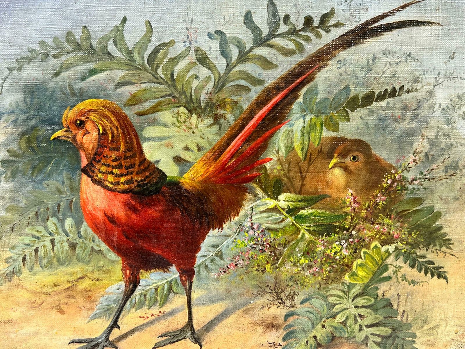 French Schoolexotic Rare Pheasants In Natural Landscape 19th Century French Oil Painting photo Art