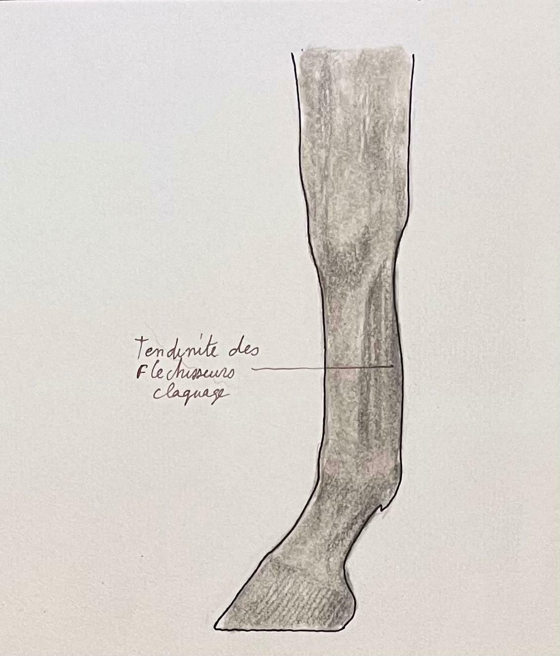 Robert Ladouanatomical Study Of Horse Legs20th Century photo furniture