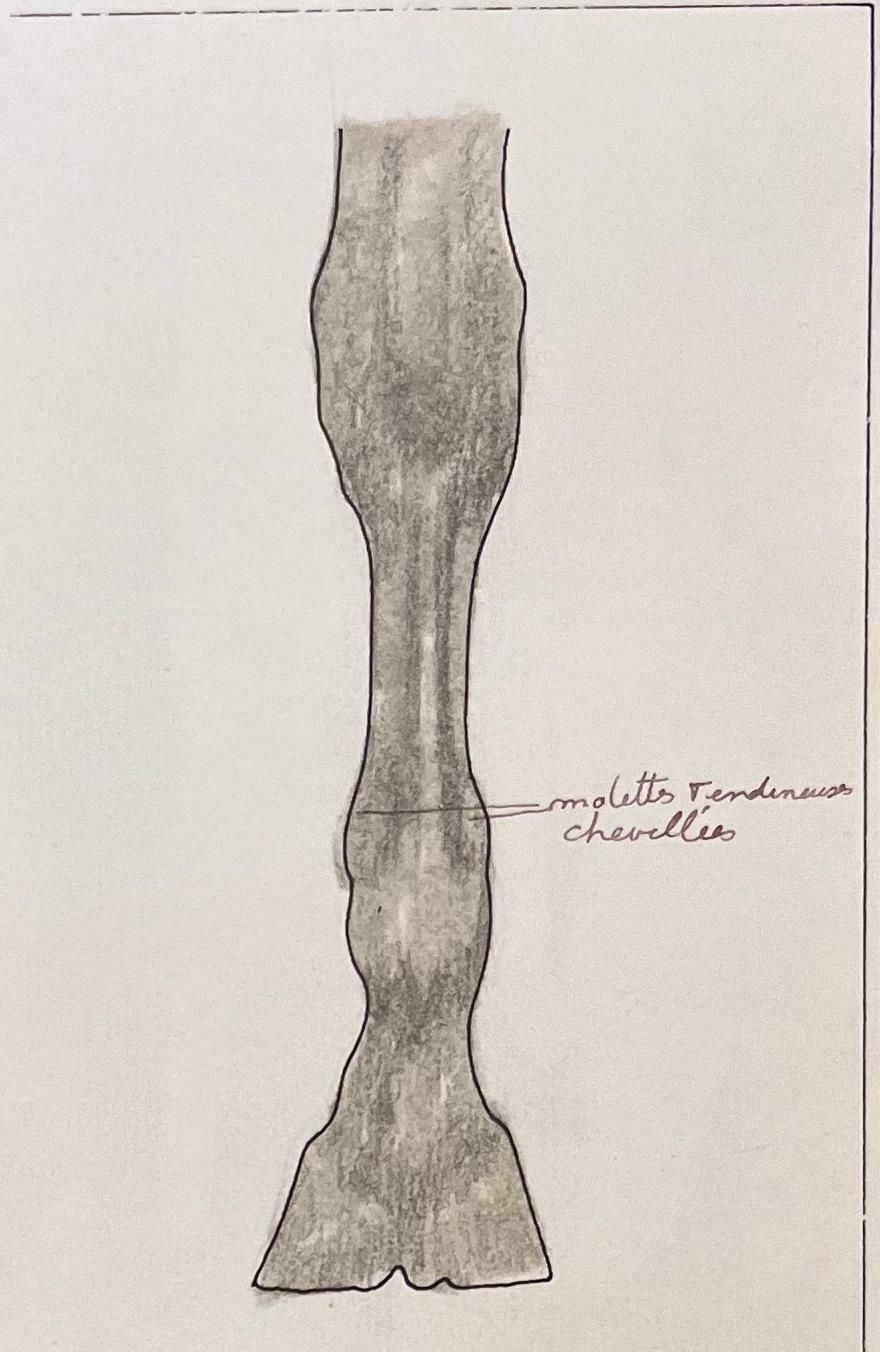 Robert Ladouanatomical Study Of Horse Legs20th Century photo Art
