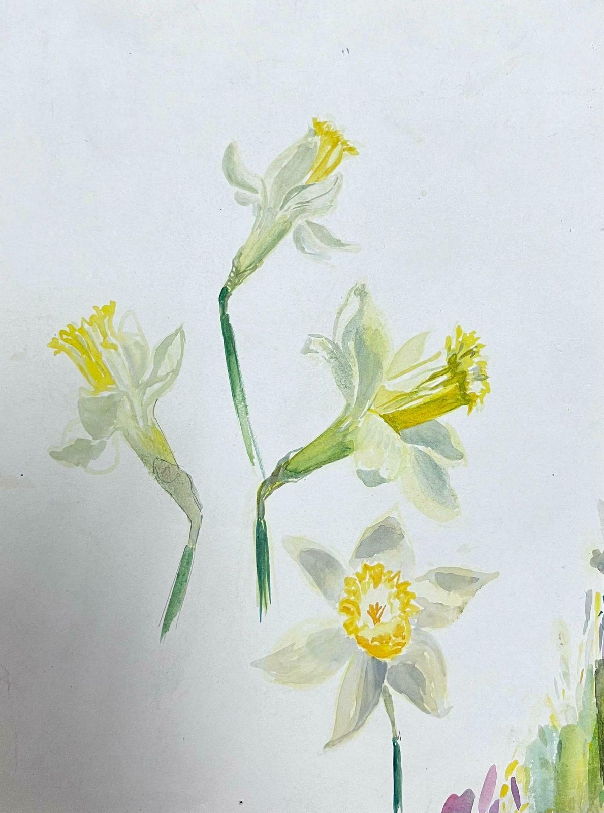 Josine Vignonmid Century French Illustration Yellow Daffodil Watercolour Sketch 1950s