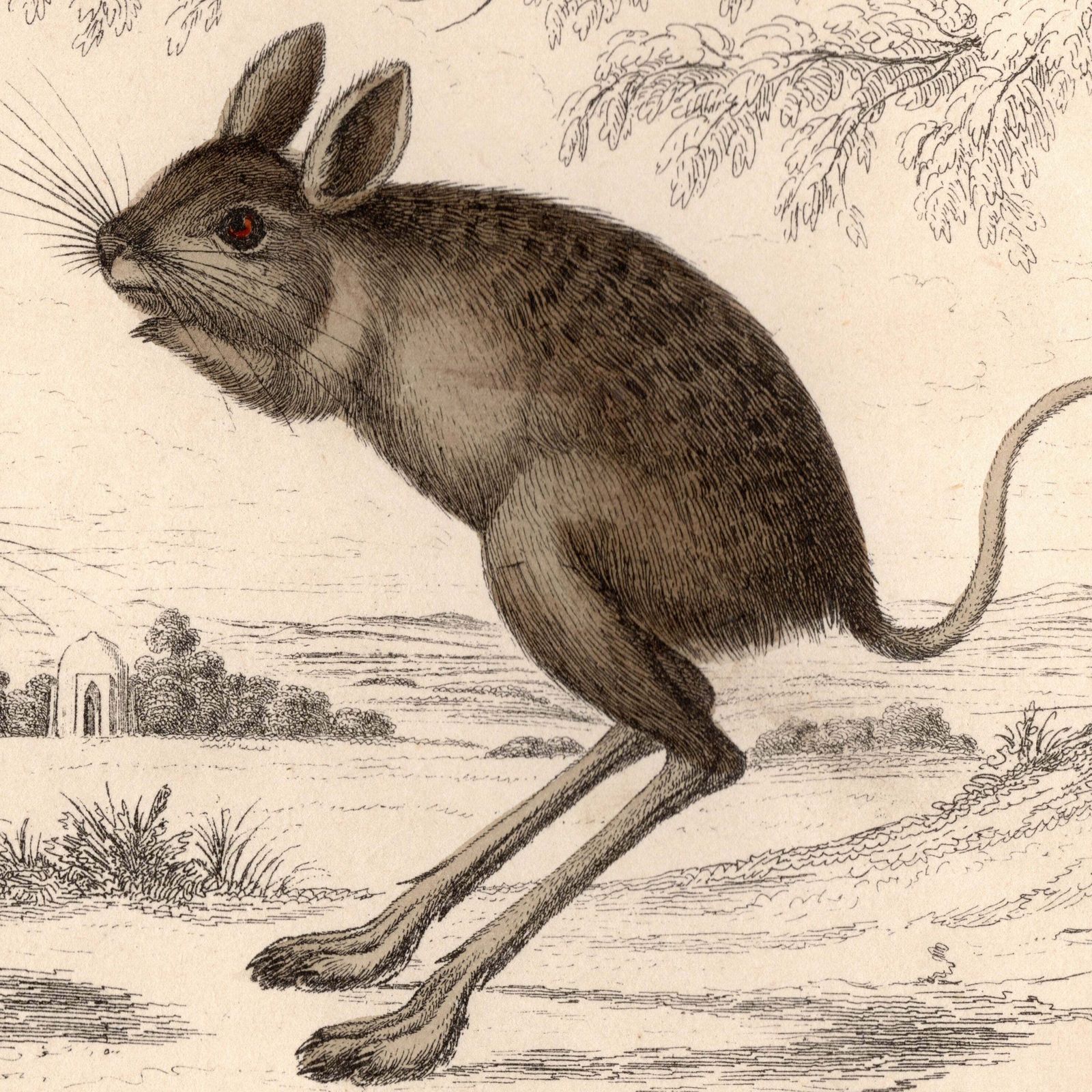 19th Century Jerboa's Pictures photo for sale