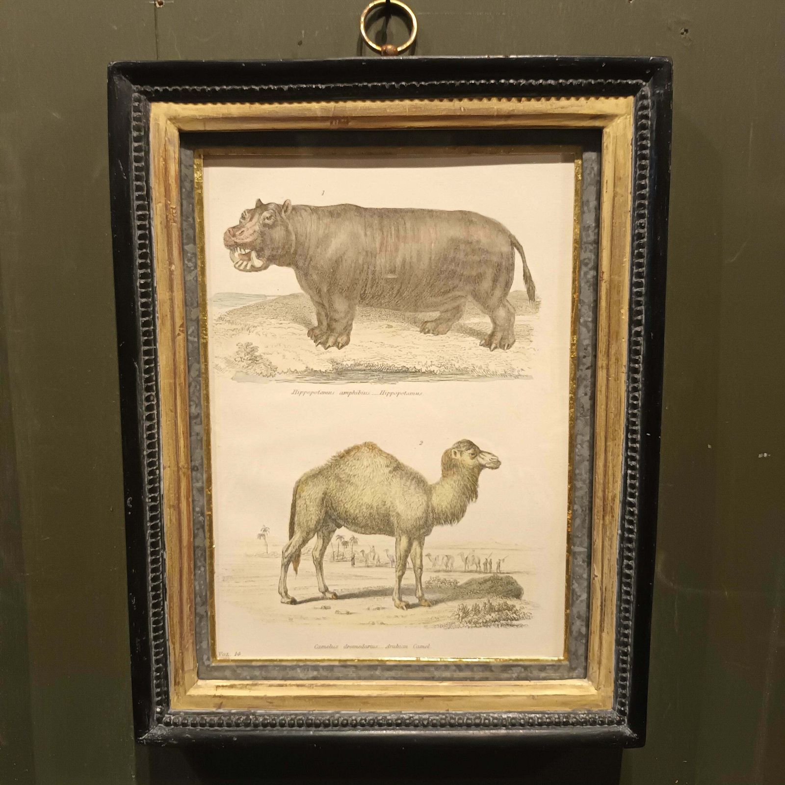 19th Century A Pair Of Ungulata Animal Pictures photo 130.0